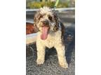 Adopt BooBoo a White - with Brown or Chocolate Cockapoo / Mixed dog in Cape