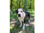 Adopt Bindi a White - with Black Pit Bull Terrier / Mixed dog in Horn Lake