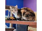 Adopt Amber a Calico or Dilute Calico Domestic Shorthair / Mixed cat in Fresno