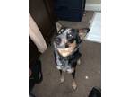 Adopt Lucy CP a Tan/Yellow/Fawn Australian Cattle Dog / Mixed dog in Beverly