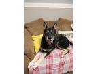 Adopt Prince a Tricolor (Tan/Brown & Black & White) German Shepherd Dog / Mixed