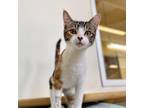 Adopt Matcha a Orange or Red Domestic Shorthair / Domestic Shorthair / Mixed cat