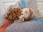 Adopt Pop a Brown or Chocolate Guinea Pig / Mixed small animal in Edmonton