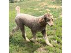 Adopt Big Ben a Brown/Chocolate Poodle (Standard) / Mixed dog in Blanchard