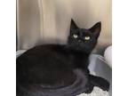 Adopt Kiki a All Black Domestic Shorthair / Mixed cat in Bedford, PA (38055158)