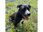 Adopt Wynona a Black Pit Bull Terrier / Labrador Retriever / Mixed dog in
