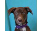Adopt Lola a Brown/Chocolate Weimaraner / Husky / Mixed dog in Eureka