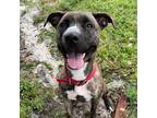 Adopt Sims a Brown/Chocolate Mixed Breed (Medium) / Mixed dog in Port Richey