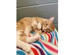 Adopt Pekoe a Orange or Red Domestic Shorthair / Domestic Shorthair / Mixed cat