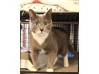 Adopt Porscha a Gray or Blue Domestic Shorthair (short coat) cat in Carlisle