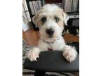 Adopt Dudley a White - with Tan, Yellow or Fawn Terrier (Unknown Type