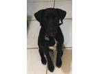 Adopt Kelton a Black - with White Labrador Retriever / Labrador Retriever /