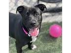 Adopt Bella Boo a Black Mixed Breed (Medium) / Mixed dog in Memphis