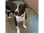 Adopt Mazikeen a Black Mixed Breed (Large) / Mixed dog in Memphis, TN (38055872)