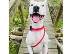 Adopt Soni - Foster a White - with Tan, Yellow or Fawn Mixed Breed (Medium) /