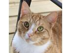 Adopt RJ Sammy a Orange or Red Domestic Shorthair / Mixed cat in FREEPORT