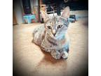 Adopt Perry a Tan or Fawn Tabby Domestic Shorthair (short coat) cat in Wahiawa