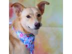 Adopt Lollipop JH a Shepherd (Unknown Type) / Australian Cattle Dog / Mixed dog