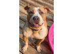 Adopt Pauletta a Red/Golden/Orange/Chestnut - with White Pit Bull Terrier /