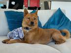 Adopt ginger girl a Red/Golden/Orange/Chestnut Chow Chow / Jindo / Mixed dog in