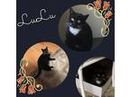 Adopt LuLu a Black & White or Tuxedo Domestic Shorthair (short coat) cat in Tri
