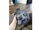 Adopt Blue Billie (BB) a Black - with Gray or Silver Chow Chow / Mixed dog in