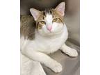 Adopt Castro a White Domestic Shorthair / Domestic Shorthair / Mixed cat in