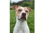 Adopt Peanut a White American Staffordshire Terrier / Mixed Breed (Medium) /
