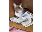 Adopt Cotton a Gray, Blue or Silver Tabby Domestic Shorthair (short coat) cat in