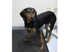 Adopt Black Jack a Black Mixed Breed (Large) / Mixed dog in Savannah