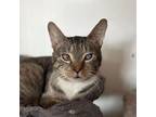 Adopt Charles a Tabby