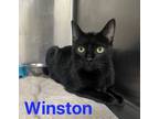 Adopt Winston a Domestic Short Hair