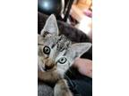 Adopt Royal a Domestic Shorthair cat in Steinbach, MB (38062690)