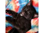 Adopt Bashful a All Black Domestic Shorthair / Mixed cat in Hanna City