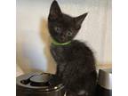 Adopt Happy a All Black Domestic Shorthair / Mixed cat in Hanna City
