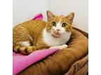 Adopt Dempsey a Orange or Red Domestic Shorthair / Mixed cat in Green Bay