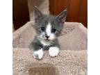 Adopt Jake a Gray or Blue (Mostly) Domestic Shorthair (short coat) cat in