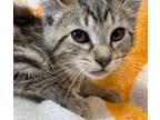 Adopt Meatloaf a Brown Tabby Domestic Shorthair (short coat) cat in Dayton