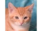 Adopt CAPTAIN CRUNCH a Orange or Red Domestic Shorthair / Mixed cat in Eureka