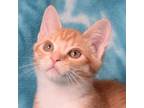 Adopt RICE KRISPIES a Orange or Red Domestic Shorthair / Mixed cat in Eureka