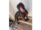 Adopt MAIZY**2 YR OLD LOVER! a Black - with White American Pit Bull Terrier /