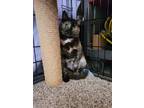 Adopt Mango a Tortoiseshell Domestic Shorthair cat in Calimesa, CA (31567783)