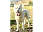Adopt Sarah a White - with Tan, Yellow or Fawn Husky / Mixed dog in Agua Dulce