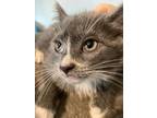 Adopt Josie a Gray or Blue (Mostly) Domestic Longhair (long coat) cat in