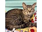 Adopt Julian Lennon a Brown or Chocolate Domestic Shorthair / Mixed cat in