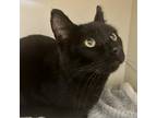 Adopt French Toast a All Black Domestic Shorthair / Mixed cat in Cody
