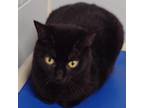 Adopt Dart a All Black Domestic Shorthair / Mixed cat in Leesburg, FL (35824569)
