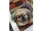 Adopt Rocky a Brown/Chocolate - with Tan Pekingese / Mixed dog in Greensboro