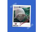 Adopt Snowball a White Mini Lop / Mixed (long coat) rabbit in Council Bluffs