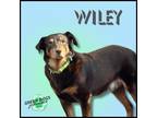 Adopt Wiley a Australian Shepherd, Labrador Retriever